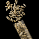 A small sampling of the 1,510 fossilized fly pupae used in the study.